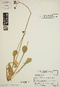 Image of Crepis neglecta