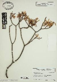 Euphorbia dendroides image