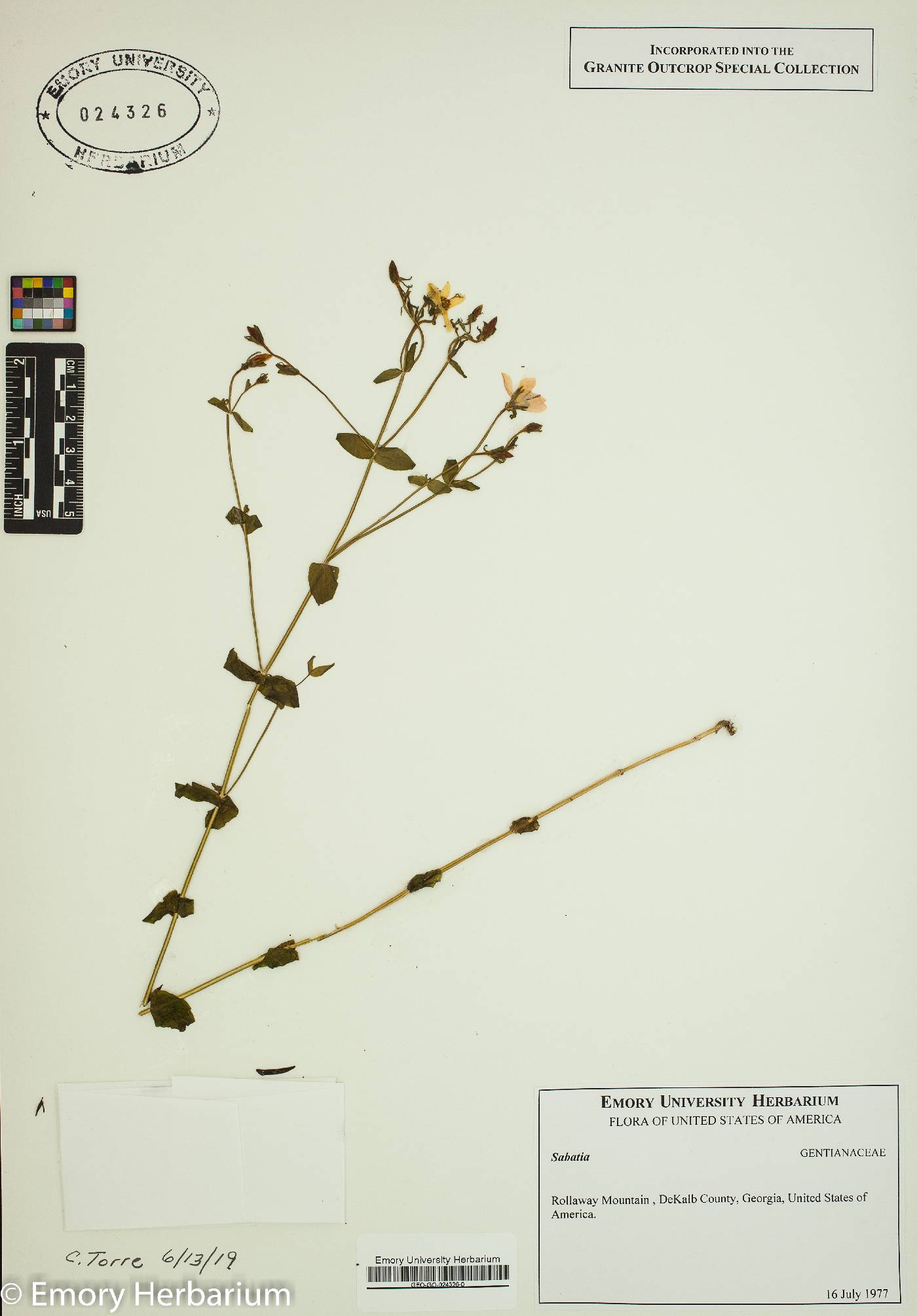 Capparis orientalis image