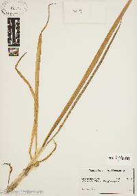Image of Allium chinense