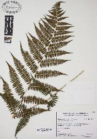 Athyrium filix-femina subsp. asplenioides image