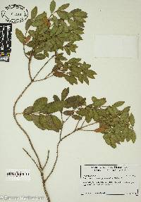 Phillyrea latifolia image