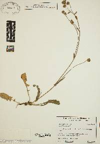 Crepis neglecta image