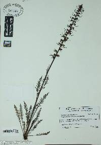 Pedicularis groenlandica image