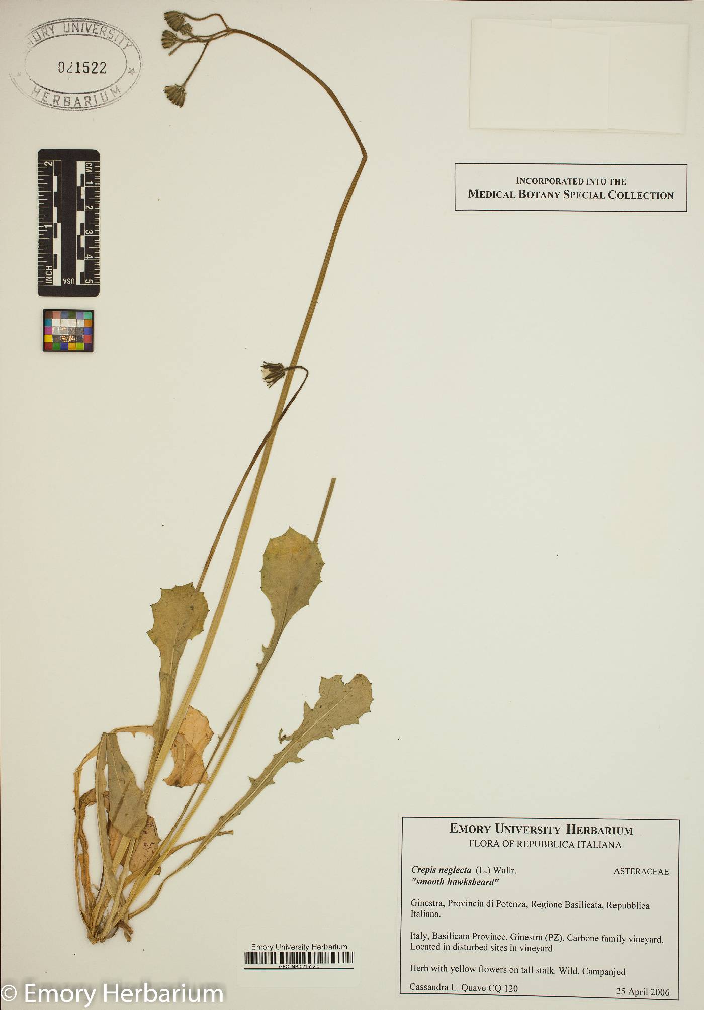 Crepis neglecta image