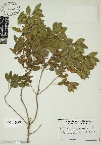Phillyrea latifolia image