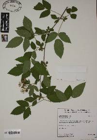 Rubus trivialis image