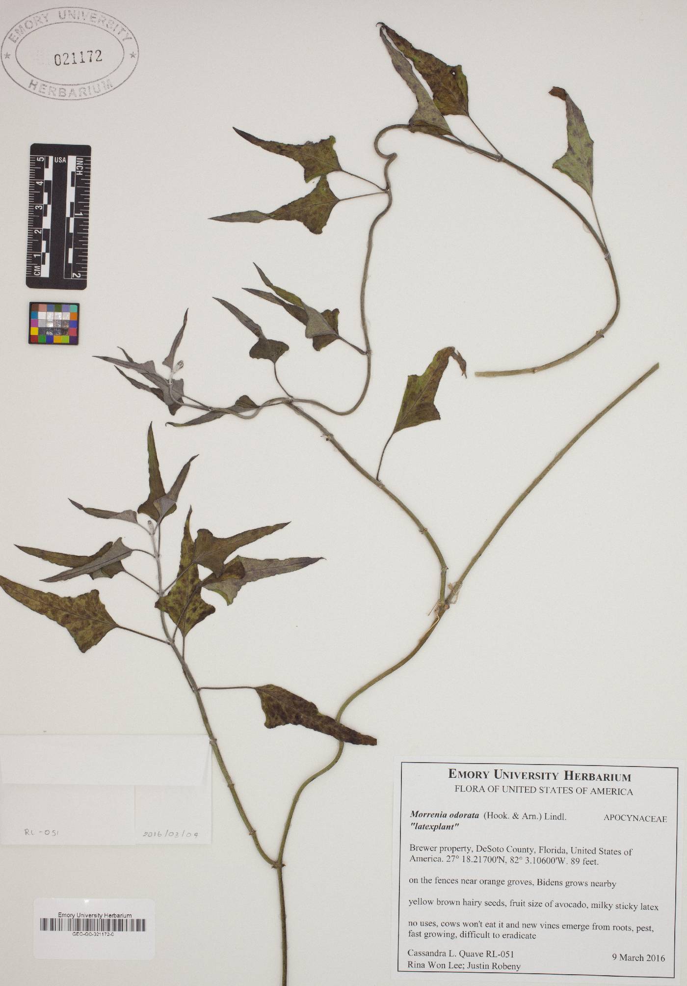 Morrenia odorata image