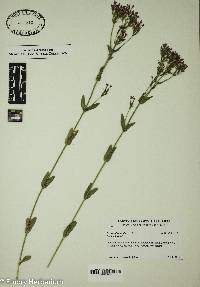 Centranthus ruber image