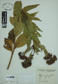 Vernonia baldwinii image