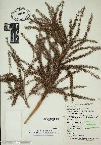 Serenoa repens image