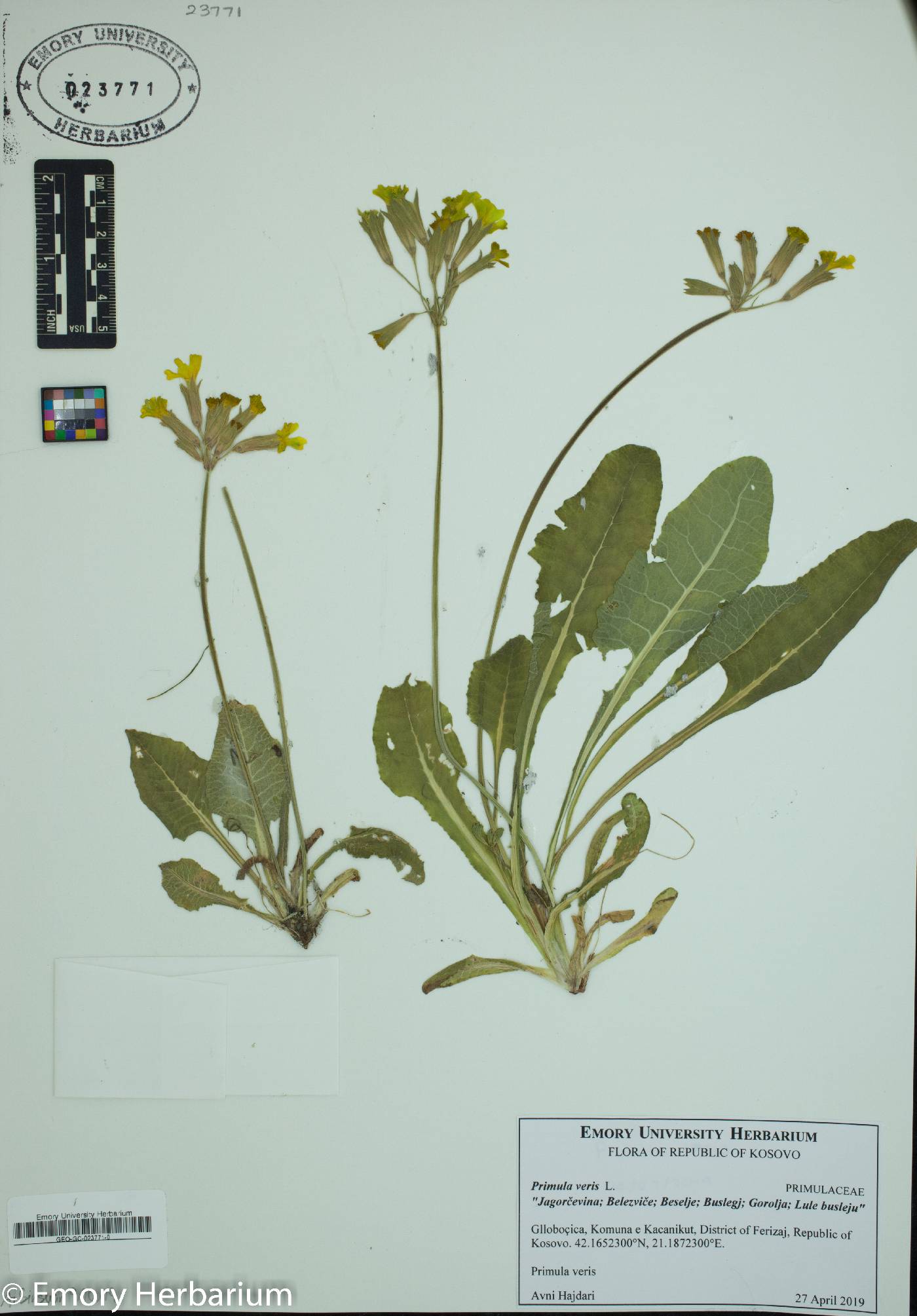 Primula veris image
