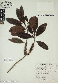 Myrsine cubana image