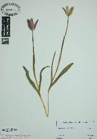 Image of Tulipa serbica