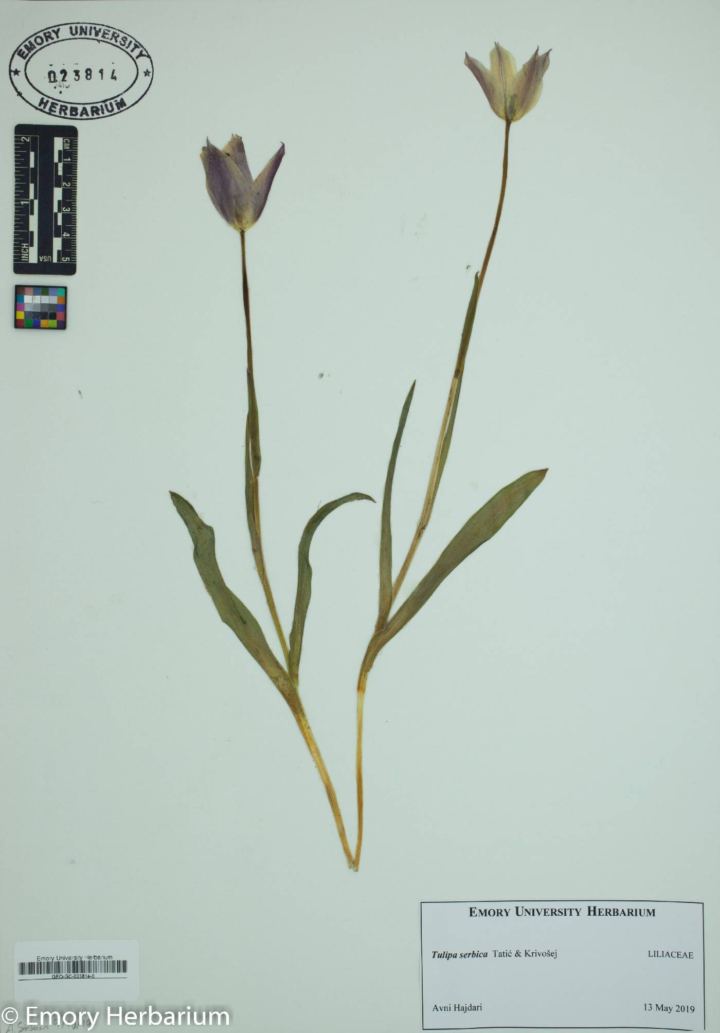 Tulipa serbica image