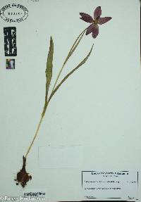 Image of Tulipa kosovarica