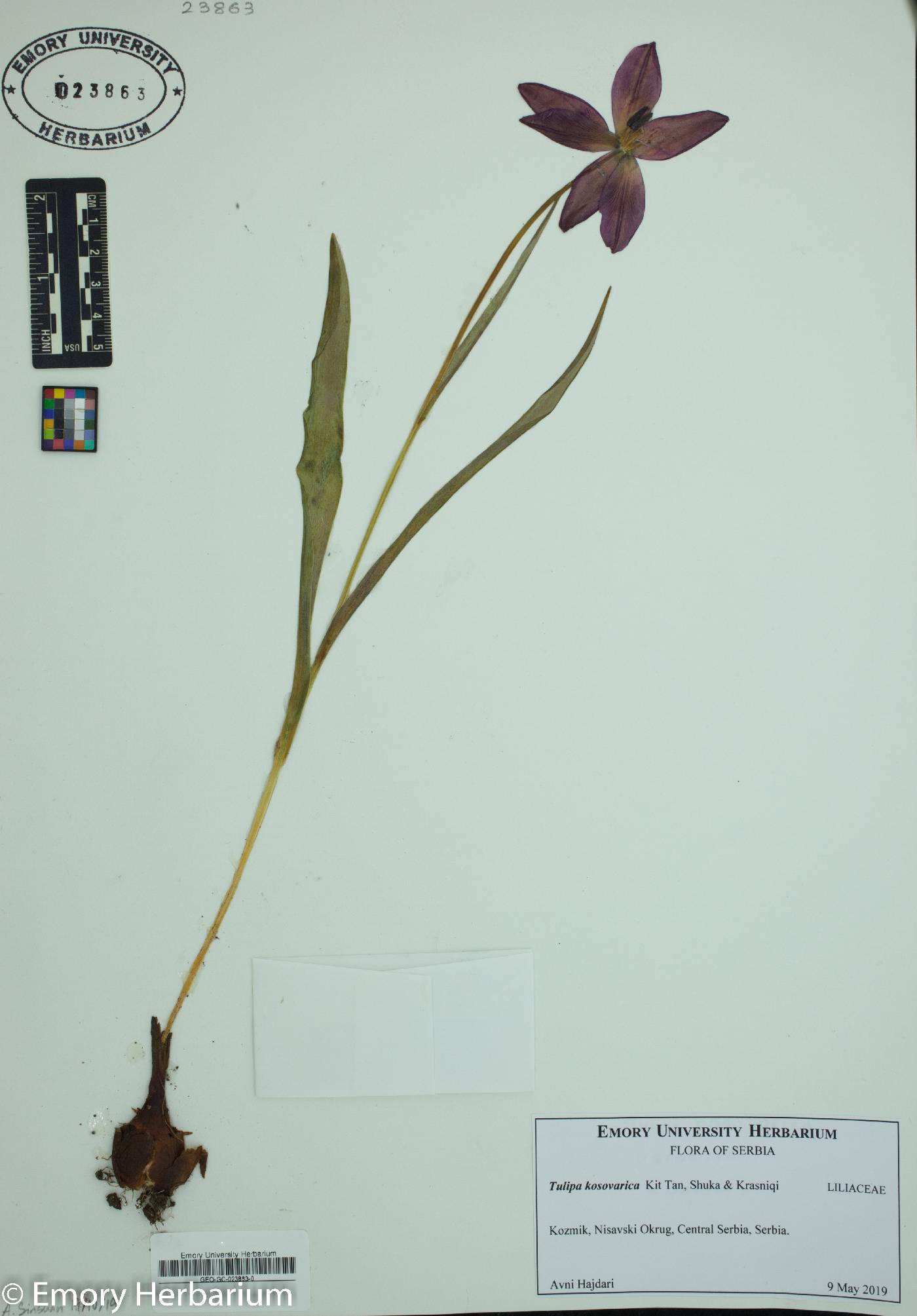 Tulipa kosovarica image