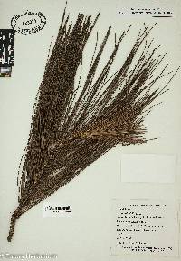 Pinus elliottii image