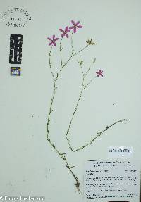 Sabatia angularis image