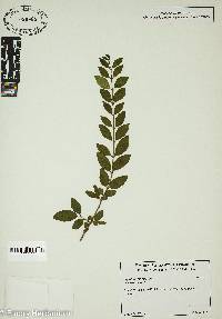 Ligustrum sinense image