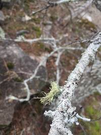 Usnea strigosa image