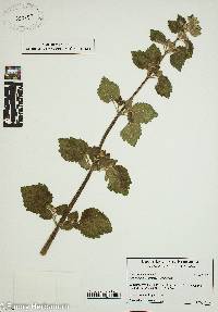 Marrubium vulgare image