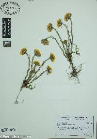 Tussilago farfara image