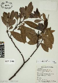 Persea borbonia image