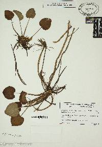 Limnobium spongia image