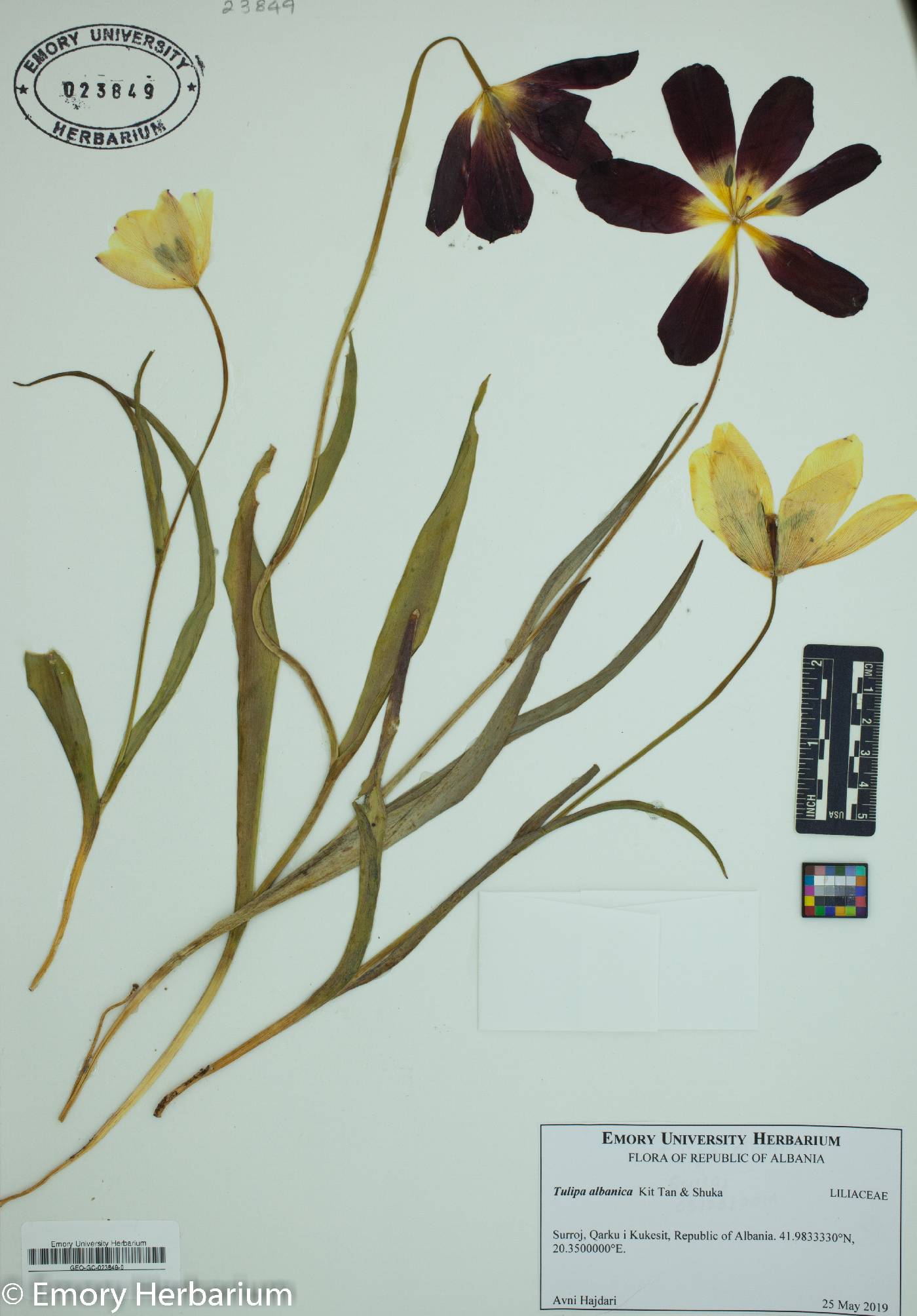 Tulipa albanica image