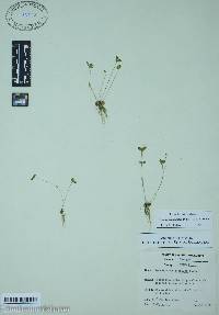 Gratiola amphiantha image