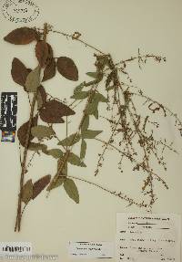 Desmodium viridiflorum image