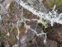 Usnea strigosa image