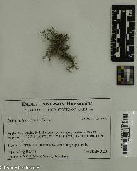 Usnea strigosa image