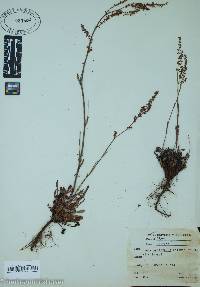 Rumex hastatulus image