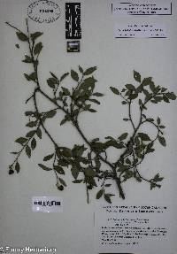 Ditrysinia fruticosa image