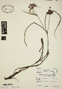 Tradescantia ohiensis image