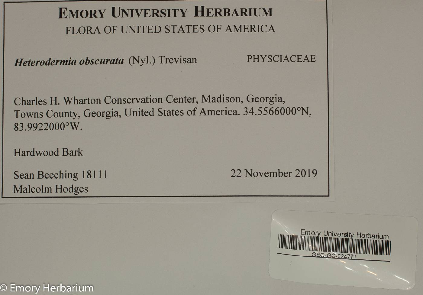 Heterodermia obscurata image