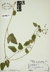 Thaspium trifoliatum image