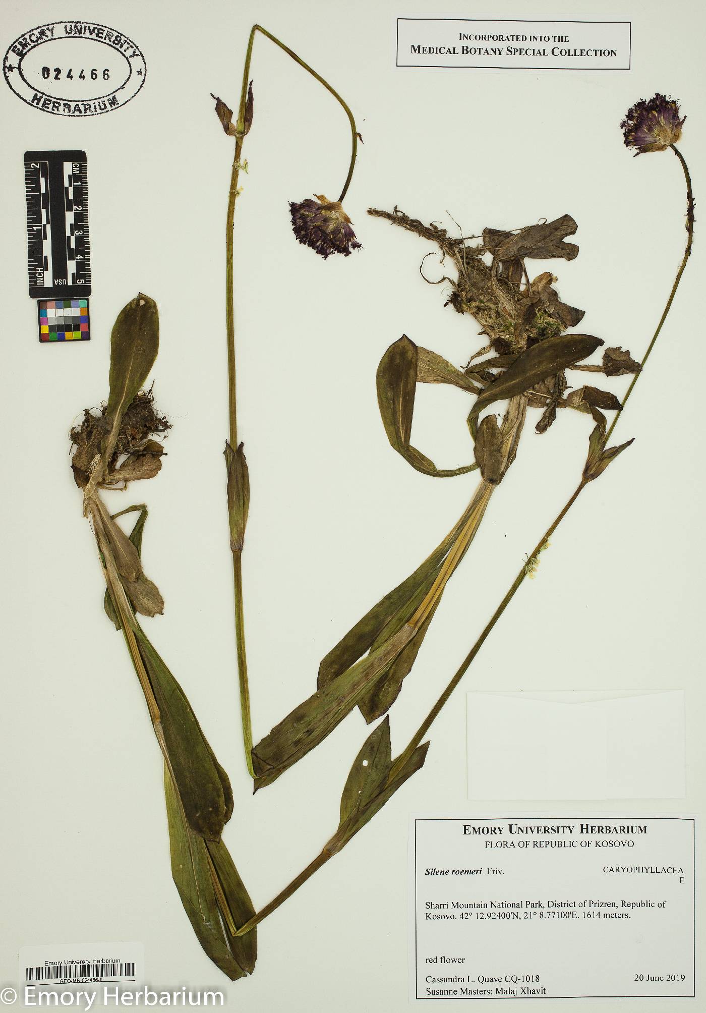 Silene roemeri image