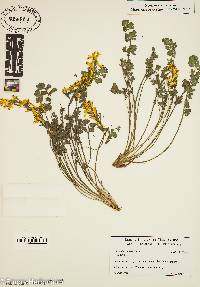 Corydalis diphylla image