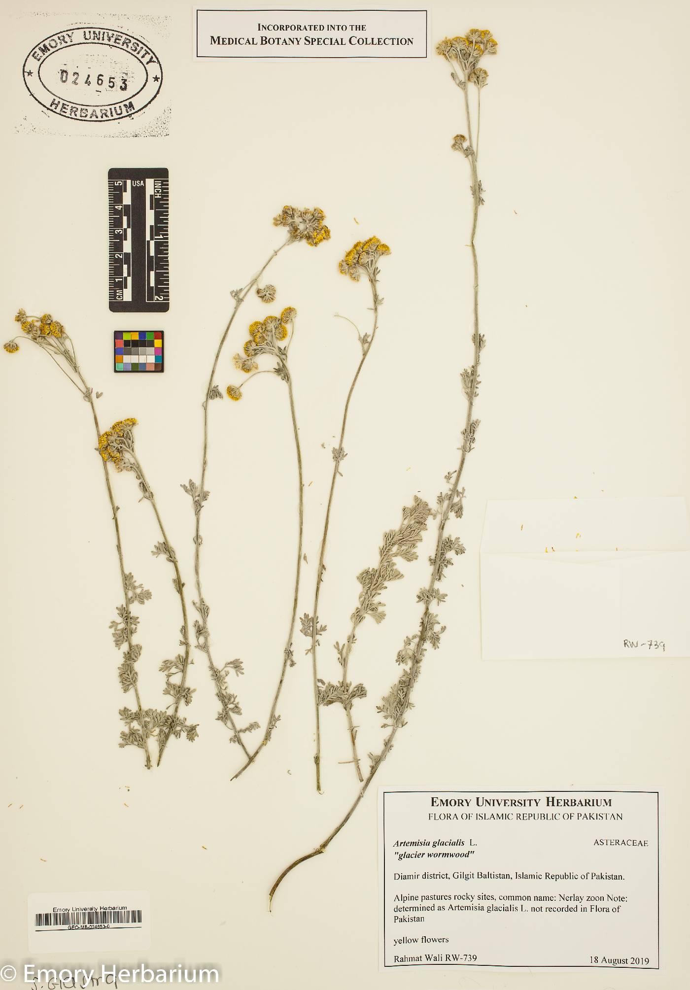 Tanacetum falconeri image