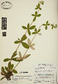 Eriogonum tomentosum image