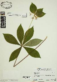 Medeola virginiana image