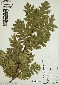 Quercus frainetto image