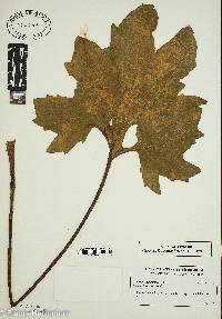 Silphium compositum image