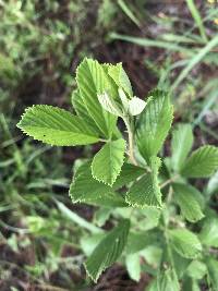 Rubus cuneifolius image