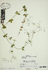 Galium pilosum image