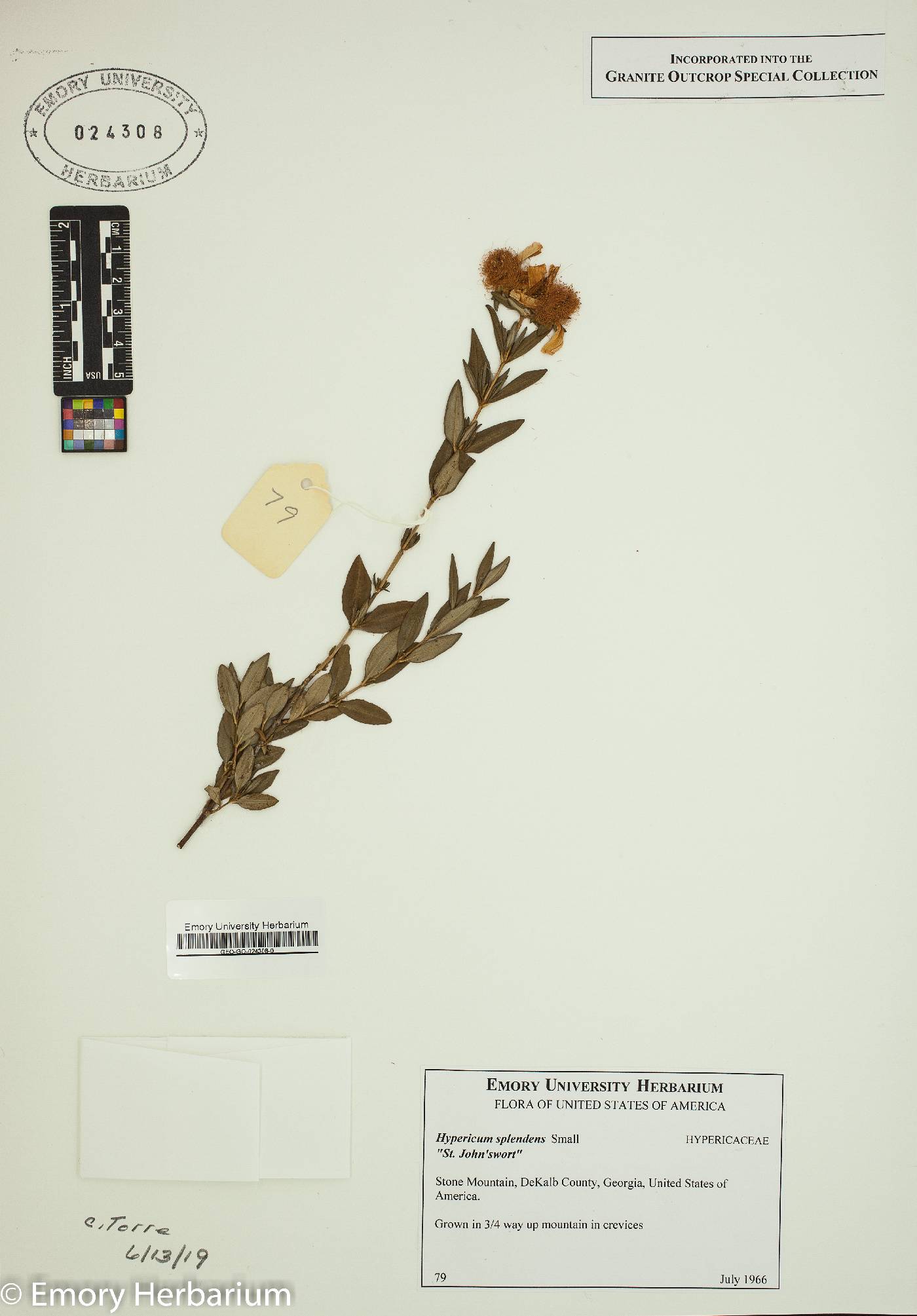 Hypericum splendens image