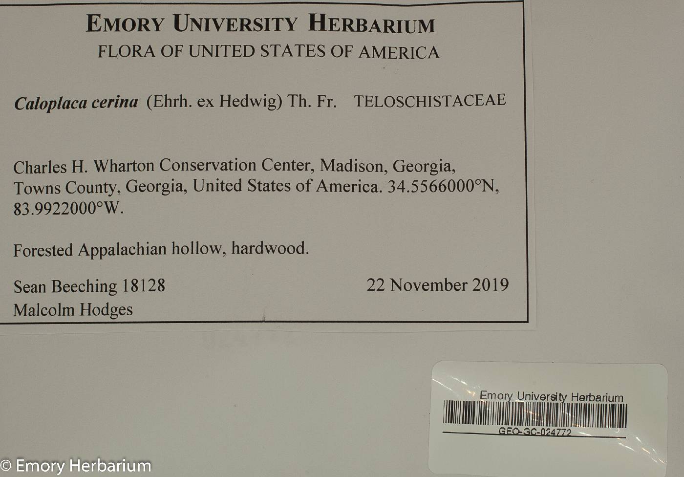 Caloplaca cerina image